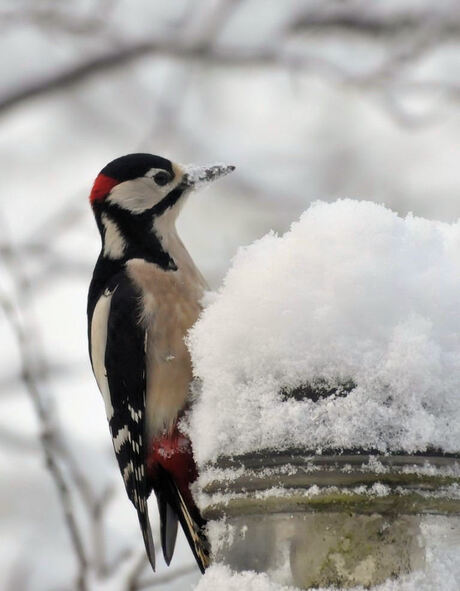 Grote Bonte Specht in de sneeuw