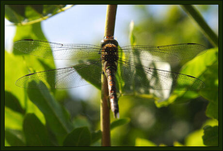 Libelle