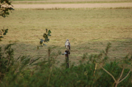 Buizerd