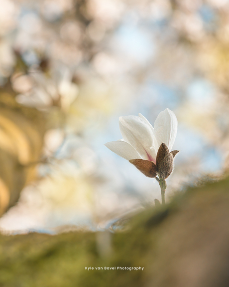 Magnolia growing from the trunk of the tree