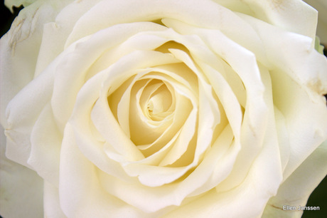 romantische witte roos