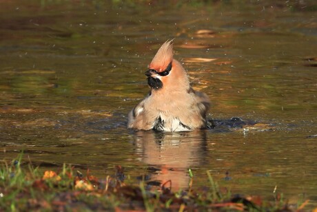 badderende pestvogel