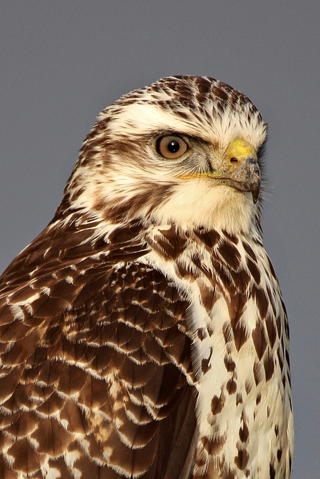 Buizerd