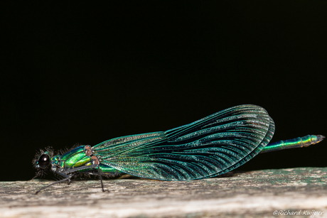 Bosbeekjuffer (Calopteryx virgo)