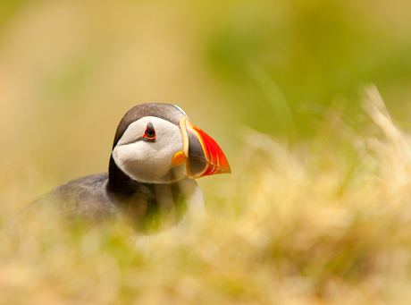 A puffin's life