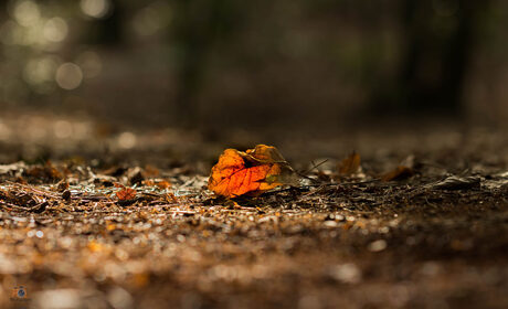 Herfst blad