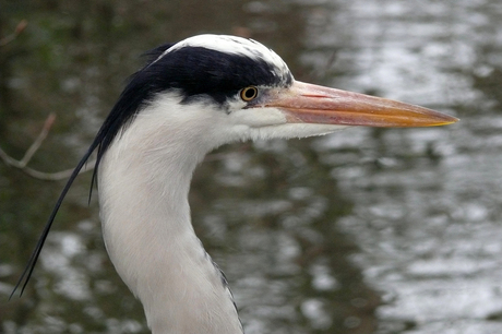 Reiger