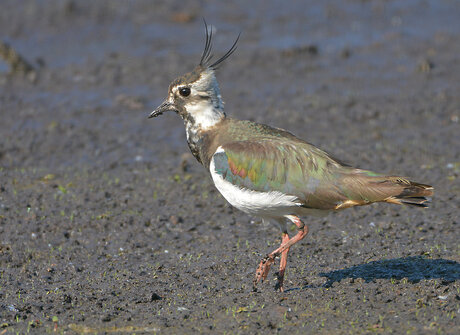 Kievit (Vanellus Vanellus)