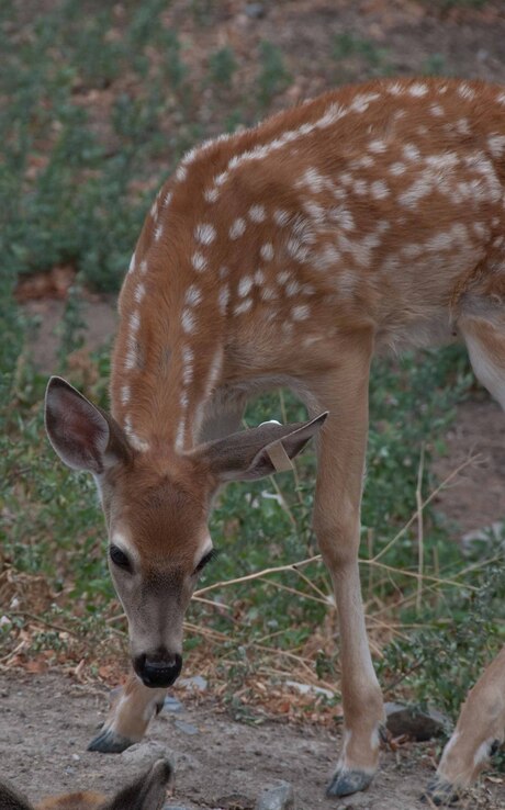 Bambi