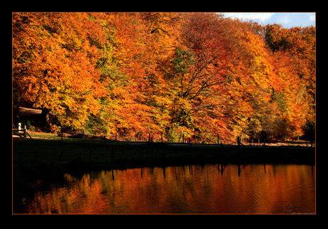 Rozendaalse Bos