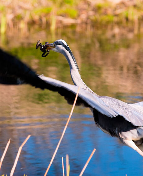 Reiger