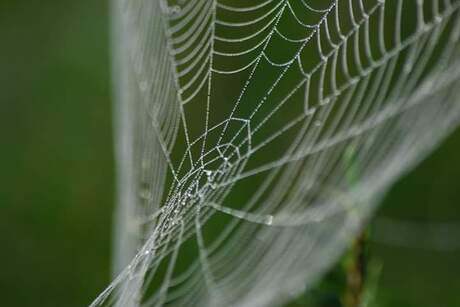 Spinneweb in ochtend dauw