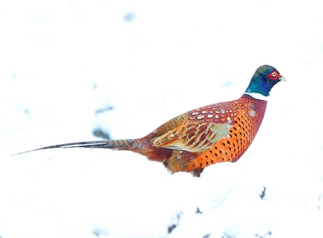 fazant in de sneeuw