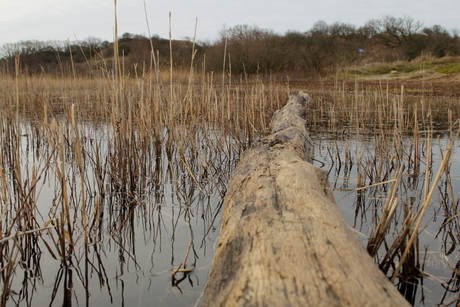 Kenemerduinen