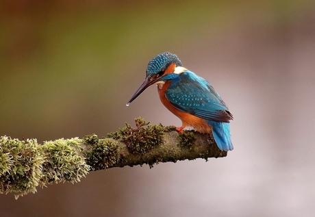 Kingfisher