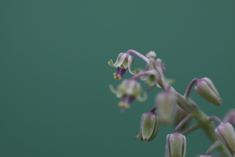 Miniatuur bloem