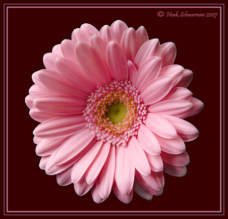 Roze gerbera