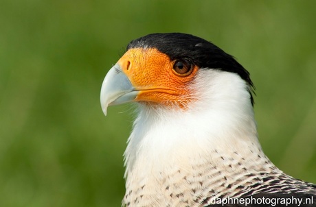 kuifcaracara