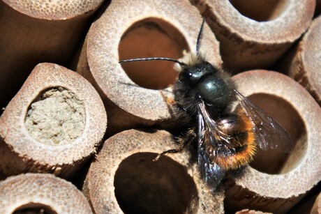 bewoner van het insectenhotel