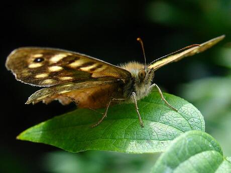 Vlinder in de tuin.