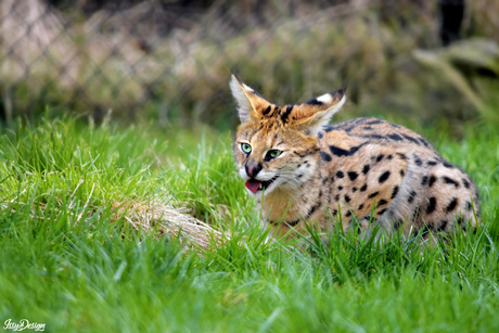 Hongerige jonge serval kat
