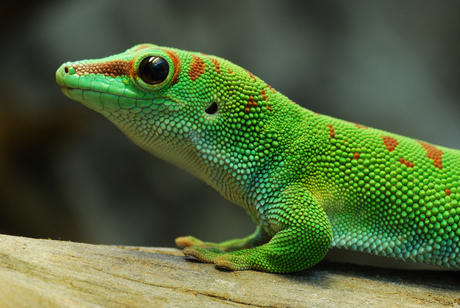 Madagaskar Daggekko