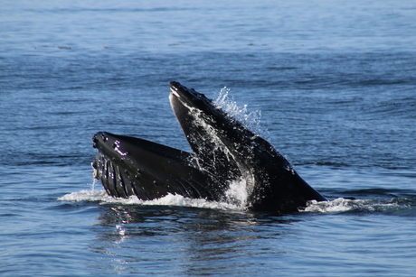 Walvis bij Vancouver Island