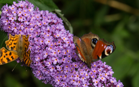 twee beauties gehakkelde aurelia en dagpauwoog