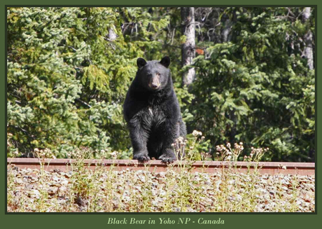 Zwarte beer op de spoorrails