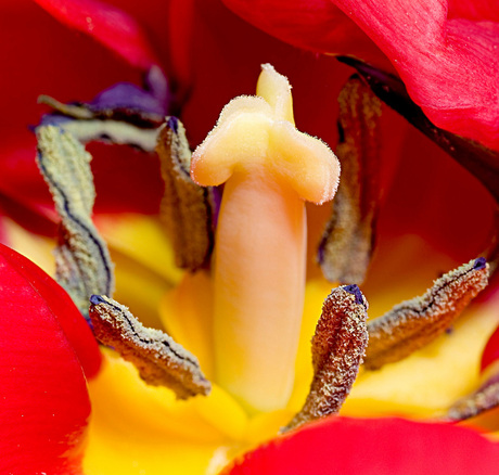 Inside the Tulip