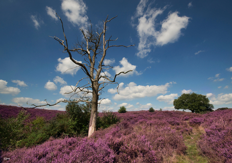 Boom tussen de heide