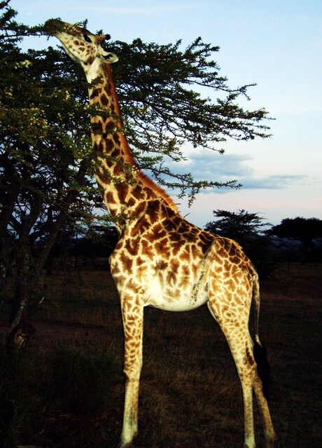 masai giraf