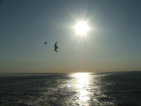 Tegenlicht op het wad