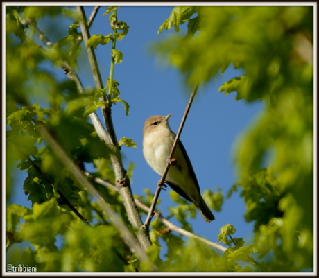 vogeltje naam onbekend