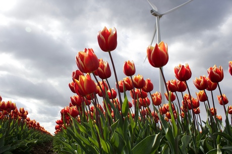 Tulpen