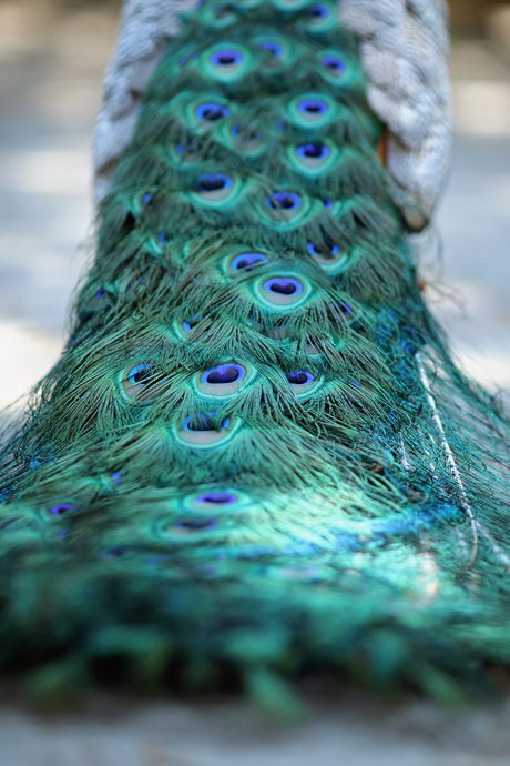 Peacock tale