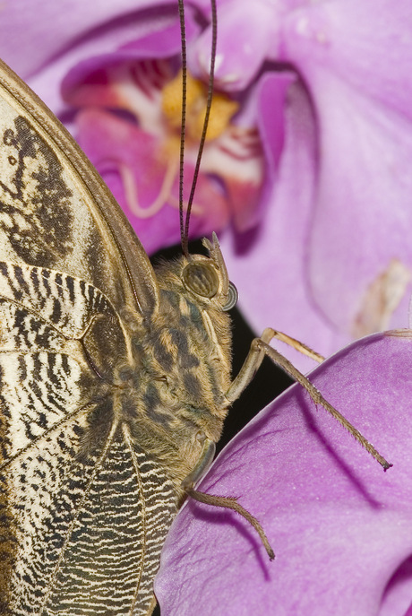 Caligo Memnon