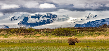 Grizzly beer in de wildernis van Alaska