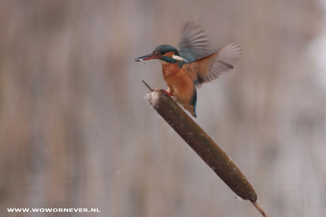 ijsvogel overleeft winter 2012