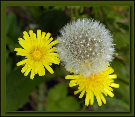 paardebloem en nistel samen