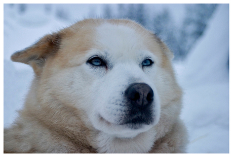 Husky