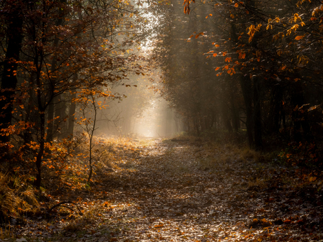 Mist in het herfstbos