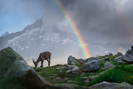 Ibex under the rainbow