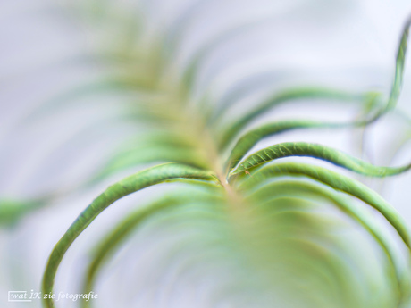 Green abstract . . . .