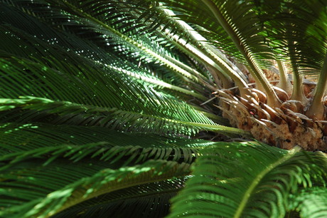 la beauté du cycas