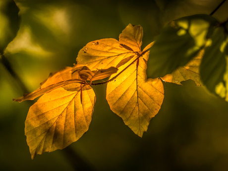 Herfst in de Steeg (3)