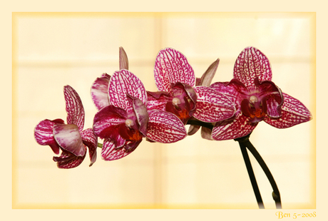 Phalaenopsis 2