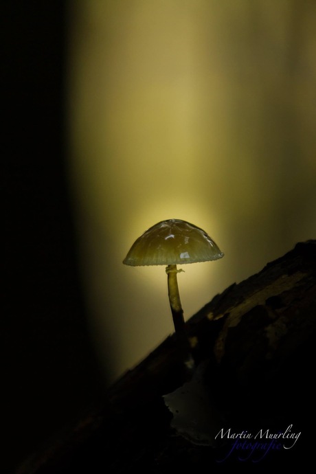 Mycena in prachtig licht gevangen