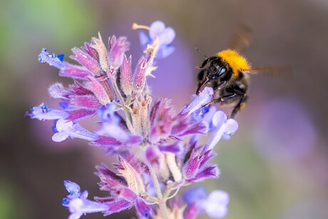 Bloemetje en bijtje