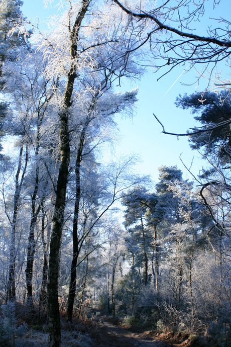 winterbos